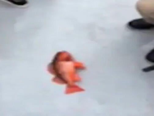 fish5
