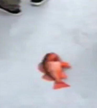 fish3