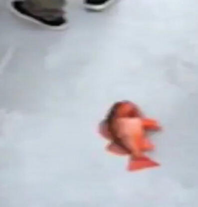 fish8