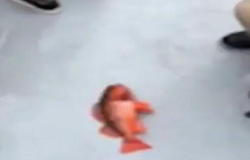 fish4