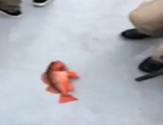 fish6