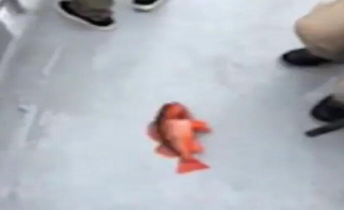fish9