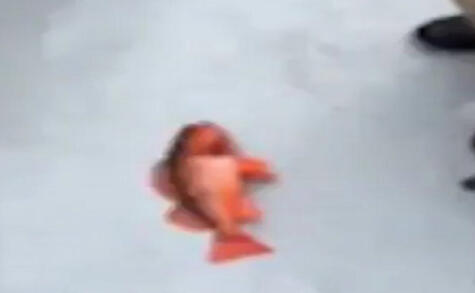 fish2