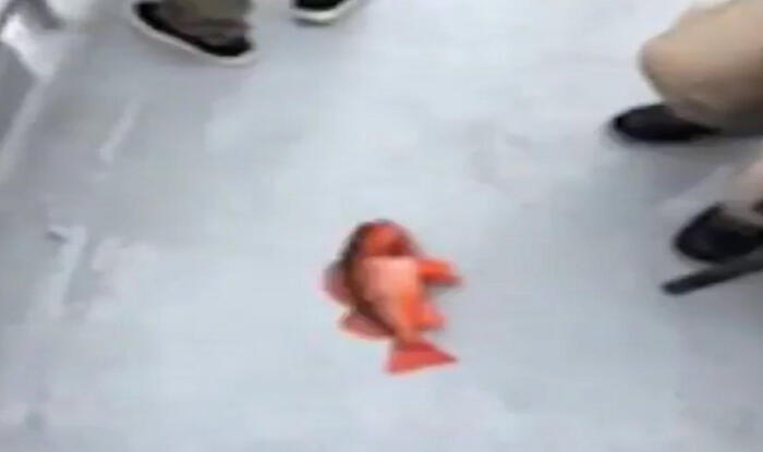 🐟 👈 Literally The Coolest Fish Ever???